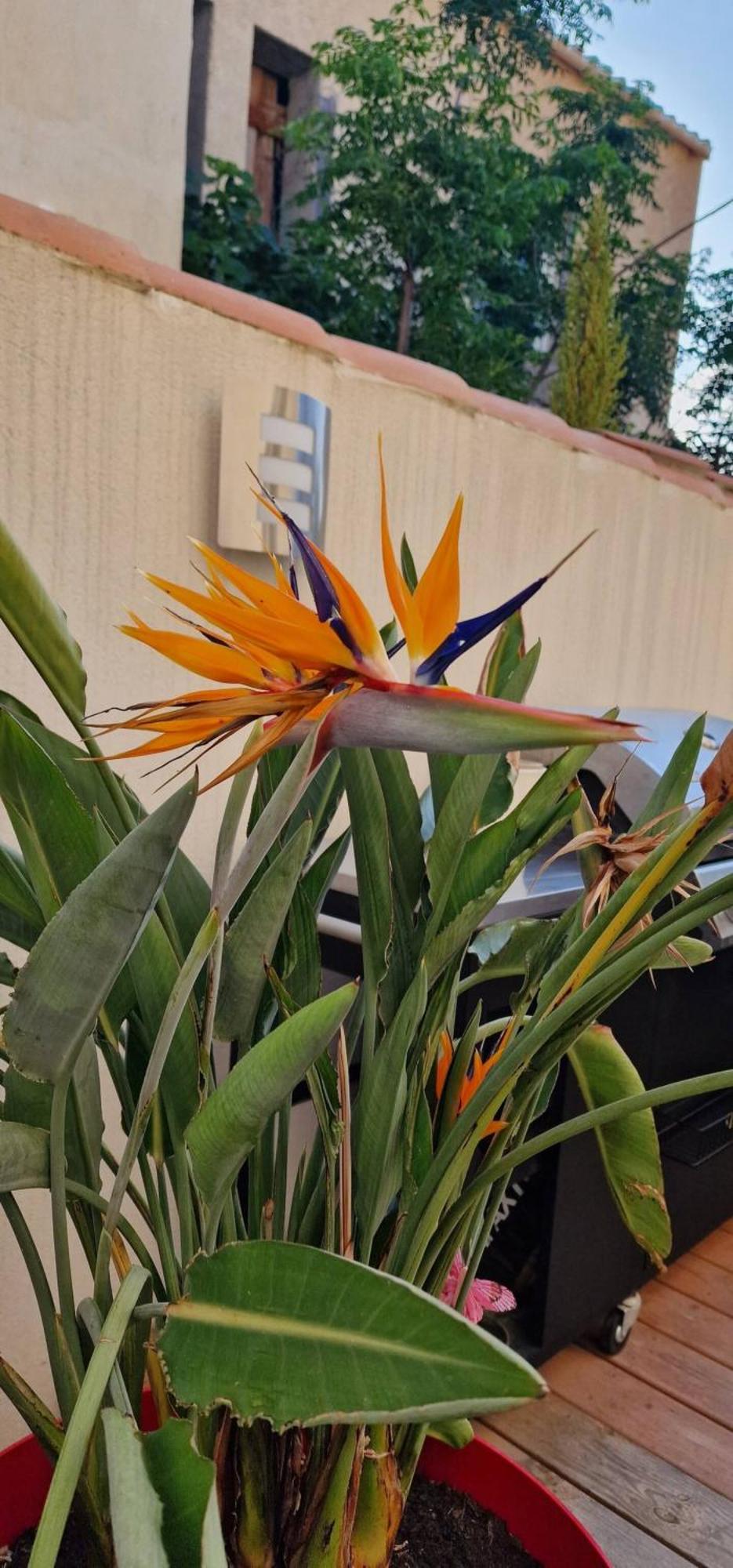 L'Oiseau Du Paradis Narbonne Exteriör bild